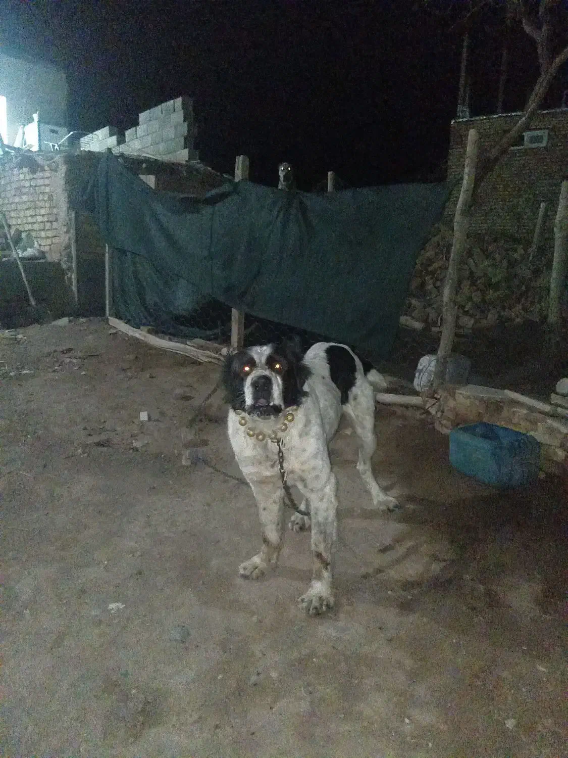 فروش سگ|سگ|سبزوار, قصبه شرقی|دیوار