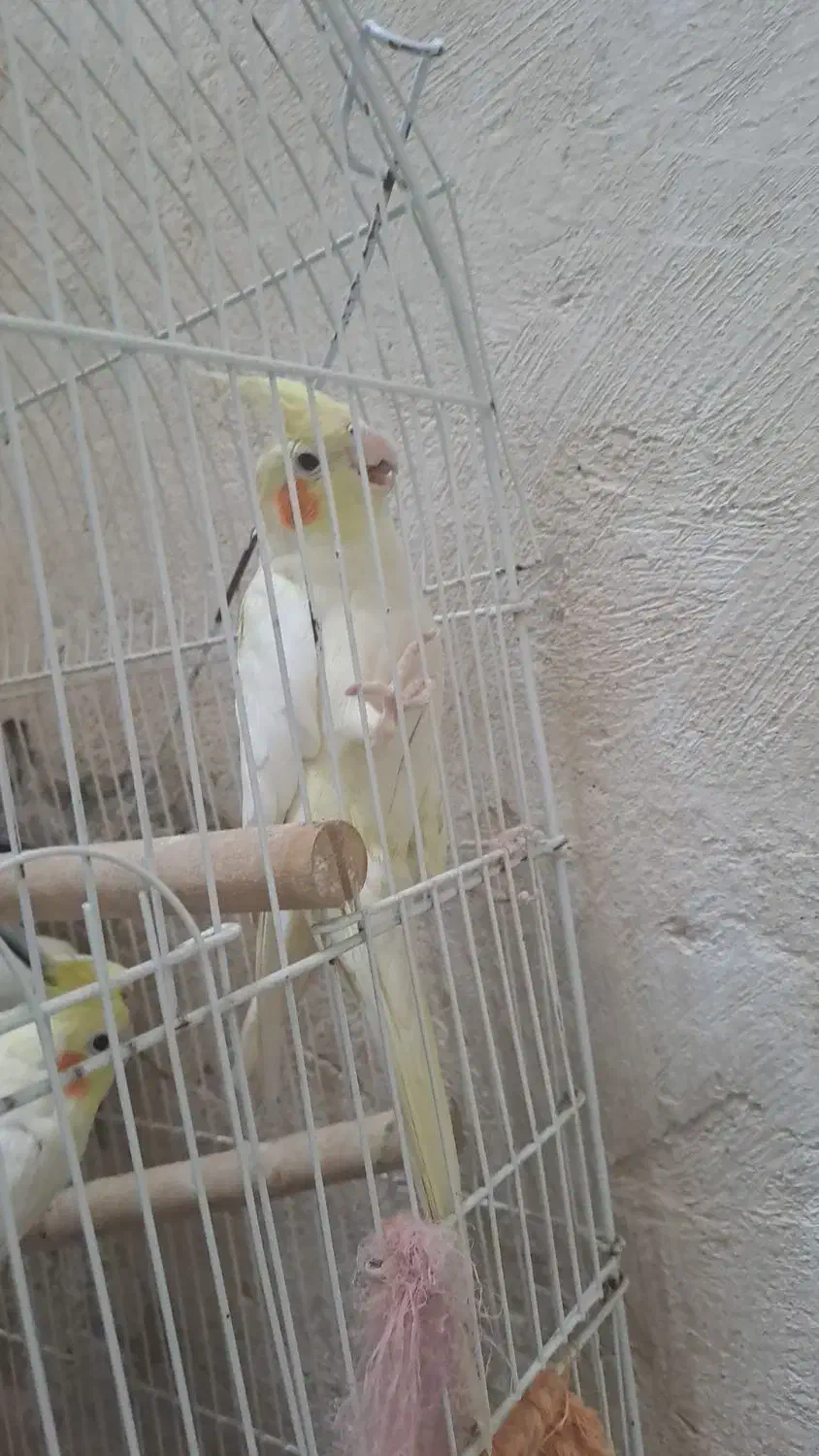 عروس هلندی|پرنده|پاکدشت, حصار امیر|دیوار