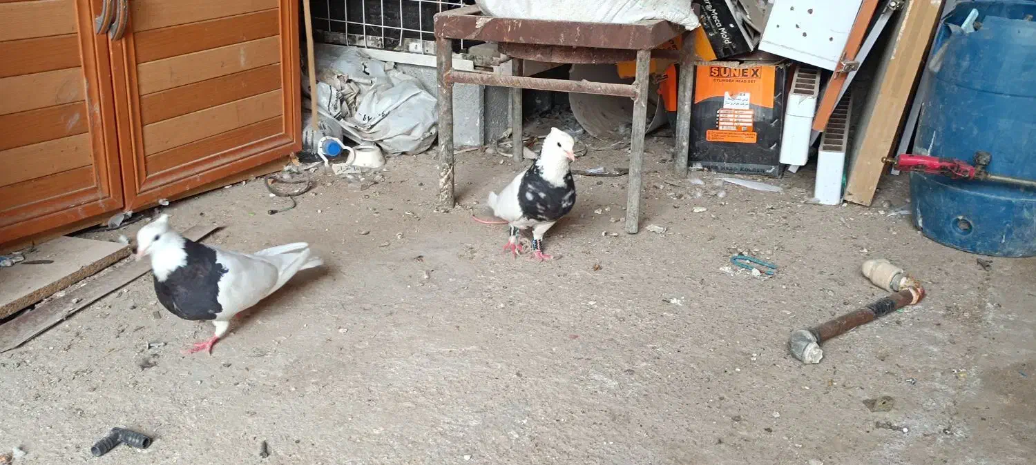 توقی زرین الماس|پرنده|رامشیر, |دیوار