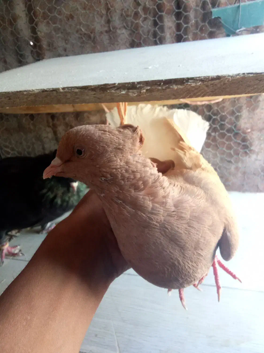 کبوتر|پرنده|لالی, |دیوار