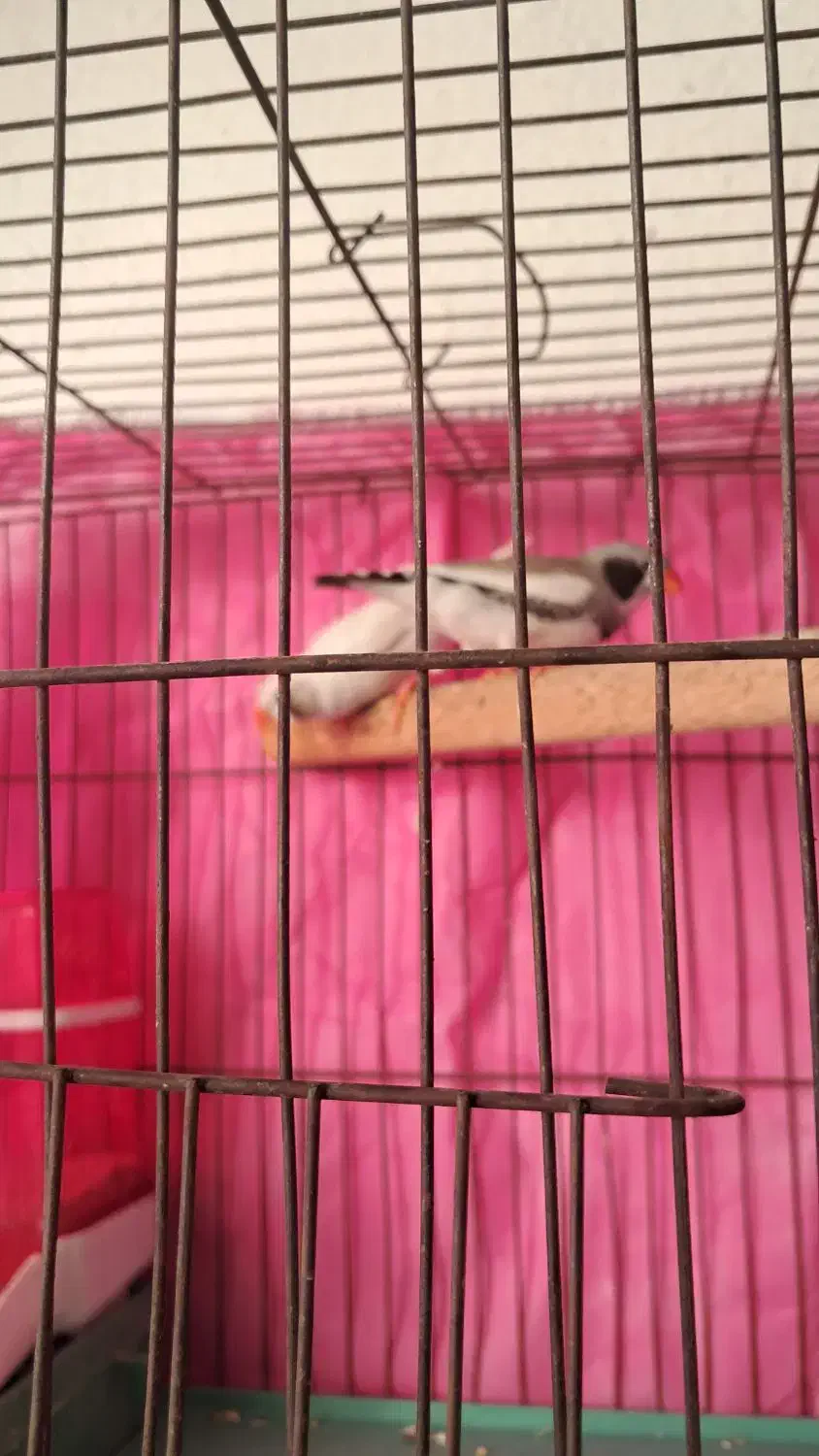 ۱جفت فنچ لپ سیاه باوسایل کامل|پرنده|شیراز, پودنک|دیوار