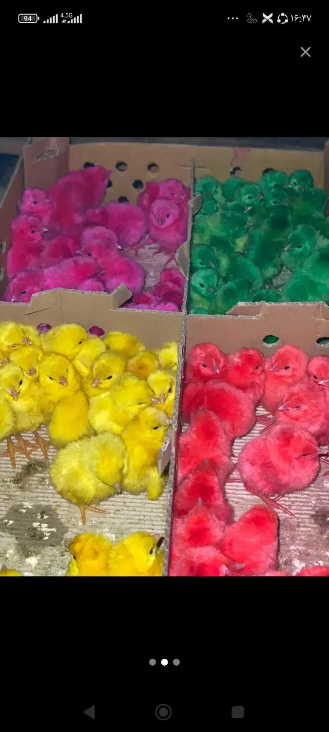 جوجه رنگی|حیوانات مزرعه|جوانرود, |دیوار