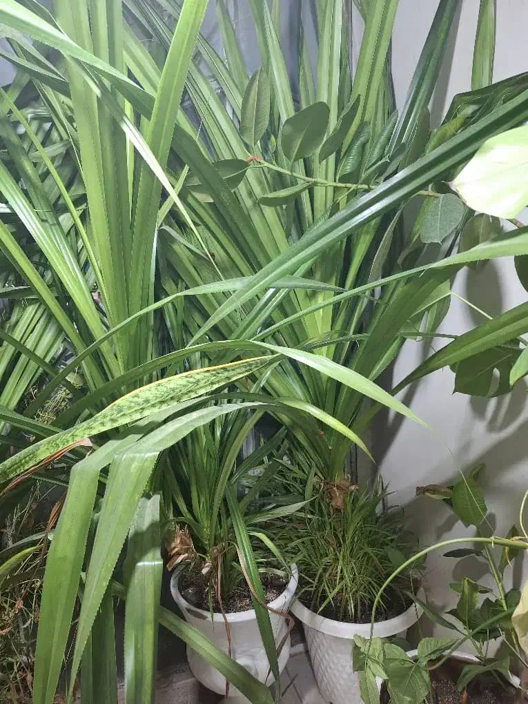 گل پاندانوس|گل و گیاه طبیعی|قدس, شهرقدس|دیوار