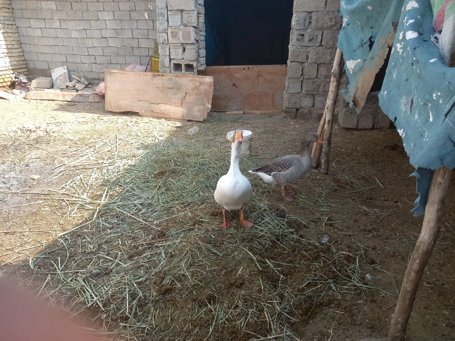 غاز|حیوانات مزرعه|سوسنگرد, |دیوار