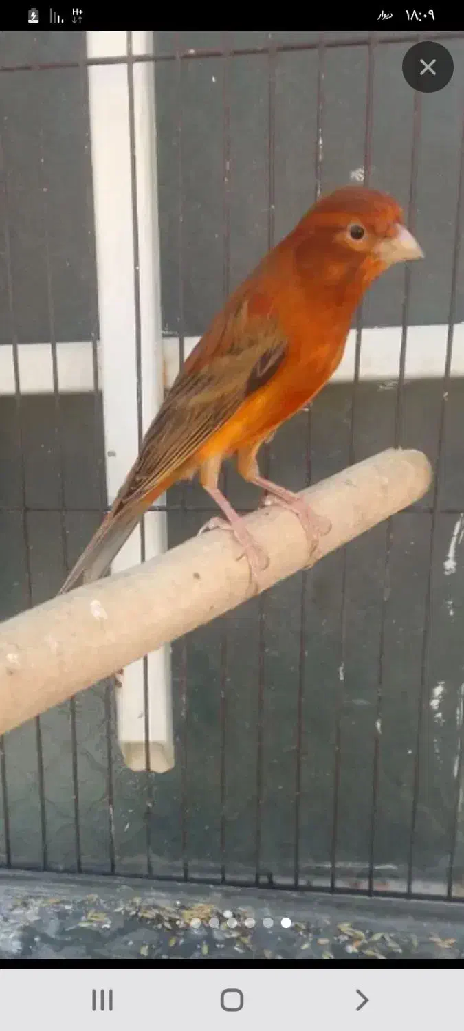 قناری سرخ مست|پرنده|شیراز, کوشک میدان|دیوار