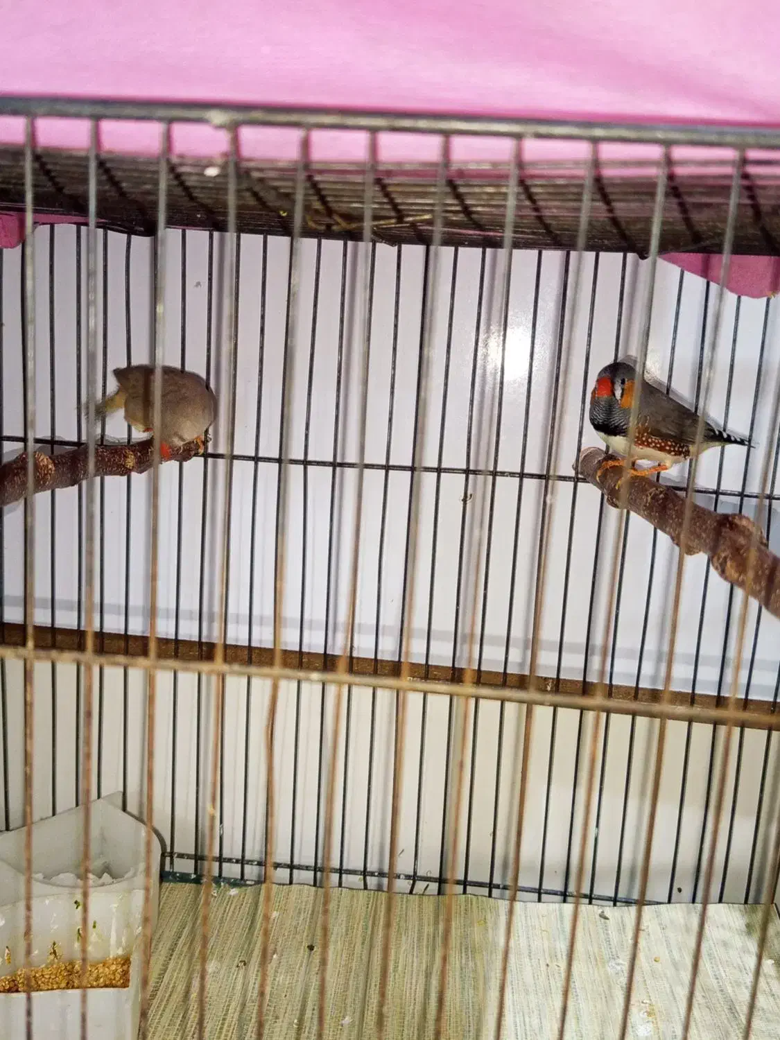 فنچ نر و ماده جفت|پرنده|گلستان (تهران), |دیوار