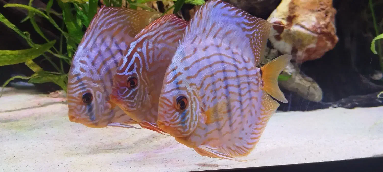 ماهی دیسکس|ماهی|فردیس, شهرک راه آهن|دیوار