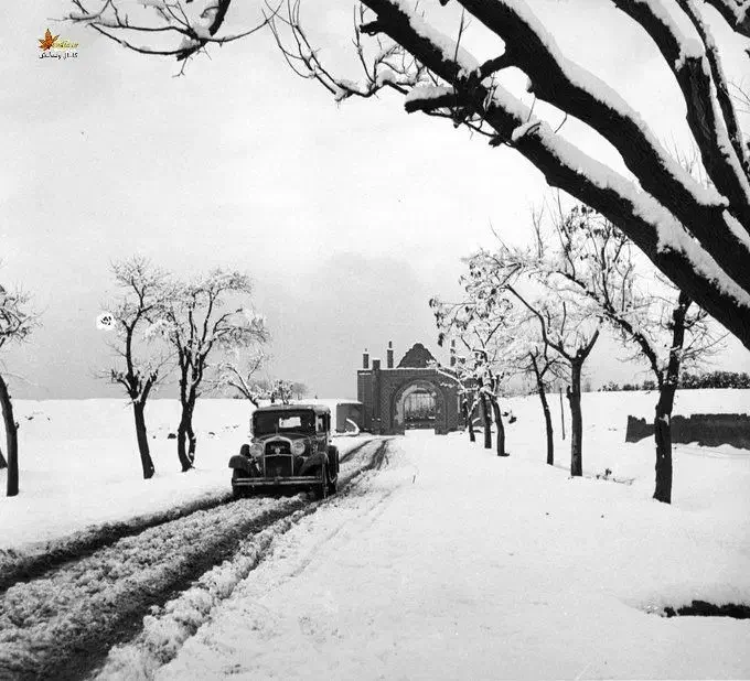 میش رومانوف|حیوانات مزرعه|میبد, |دیوار