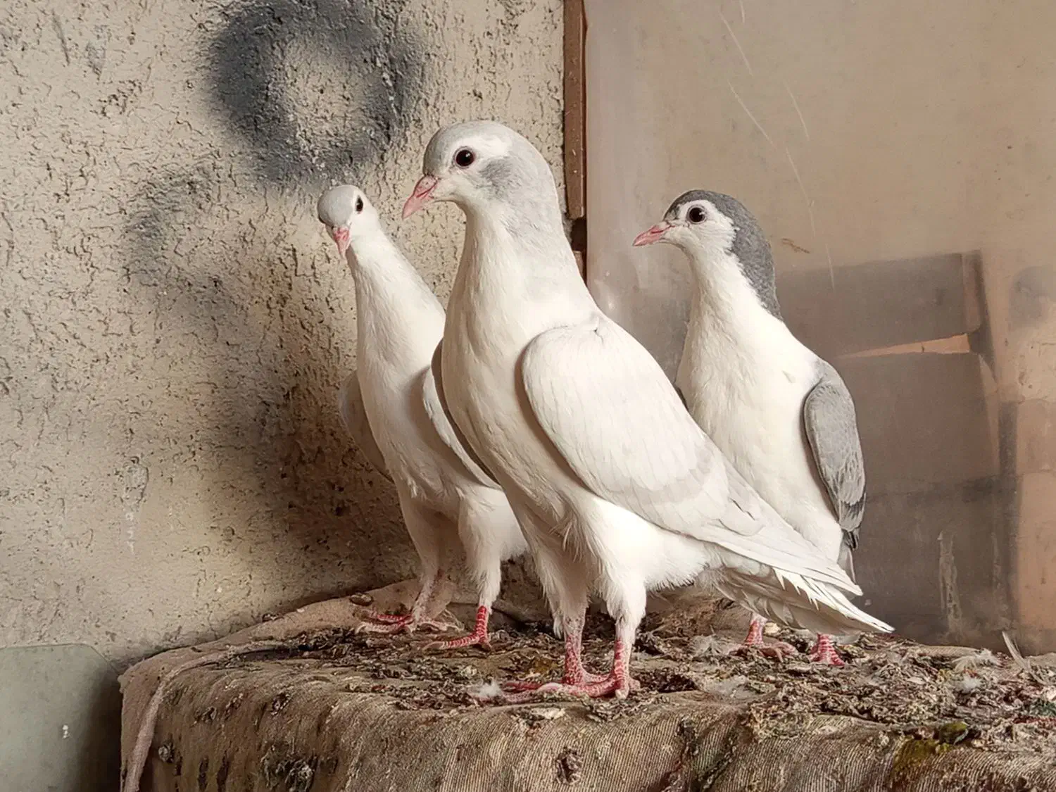 کبوتر|پرنده|نیشابور, فخریه|دیوار