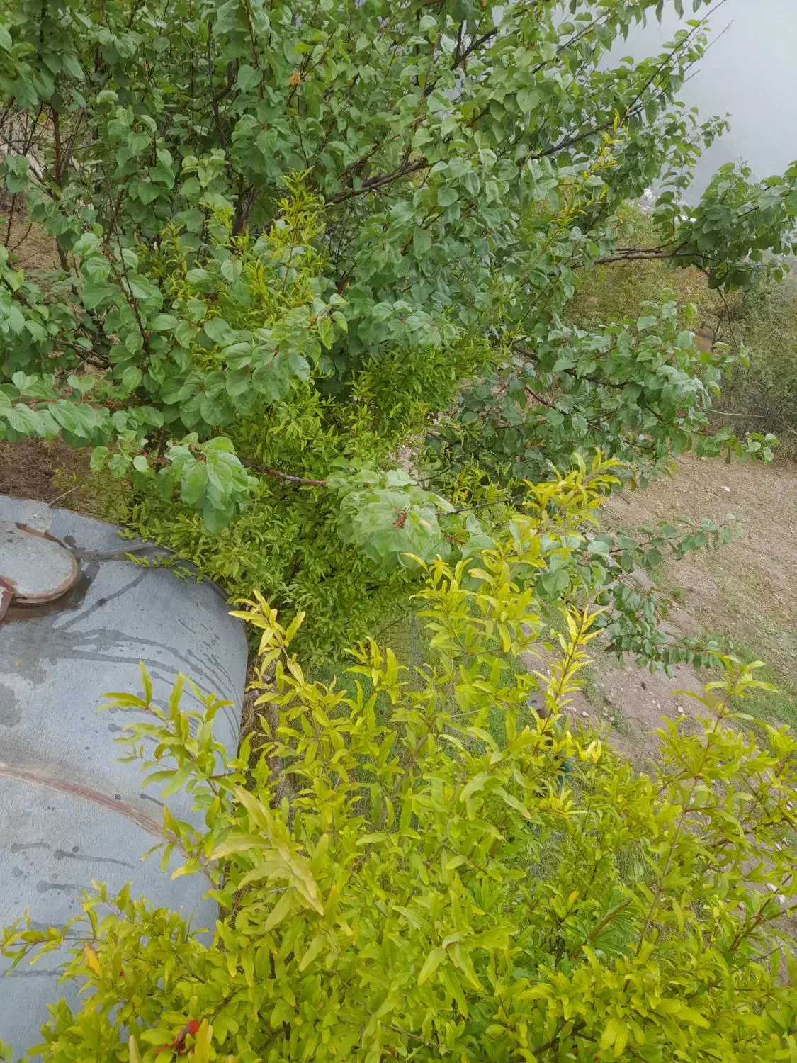 زمین باغی درباقرآباد|فروش زمین و ملک کلنگی|رامیان, |دیوار