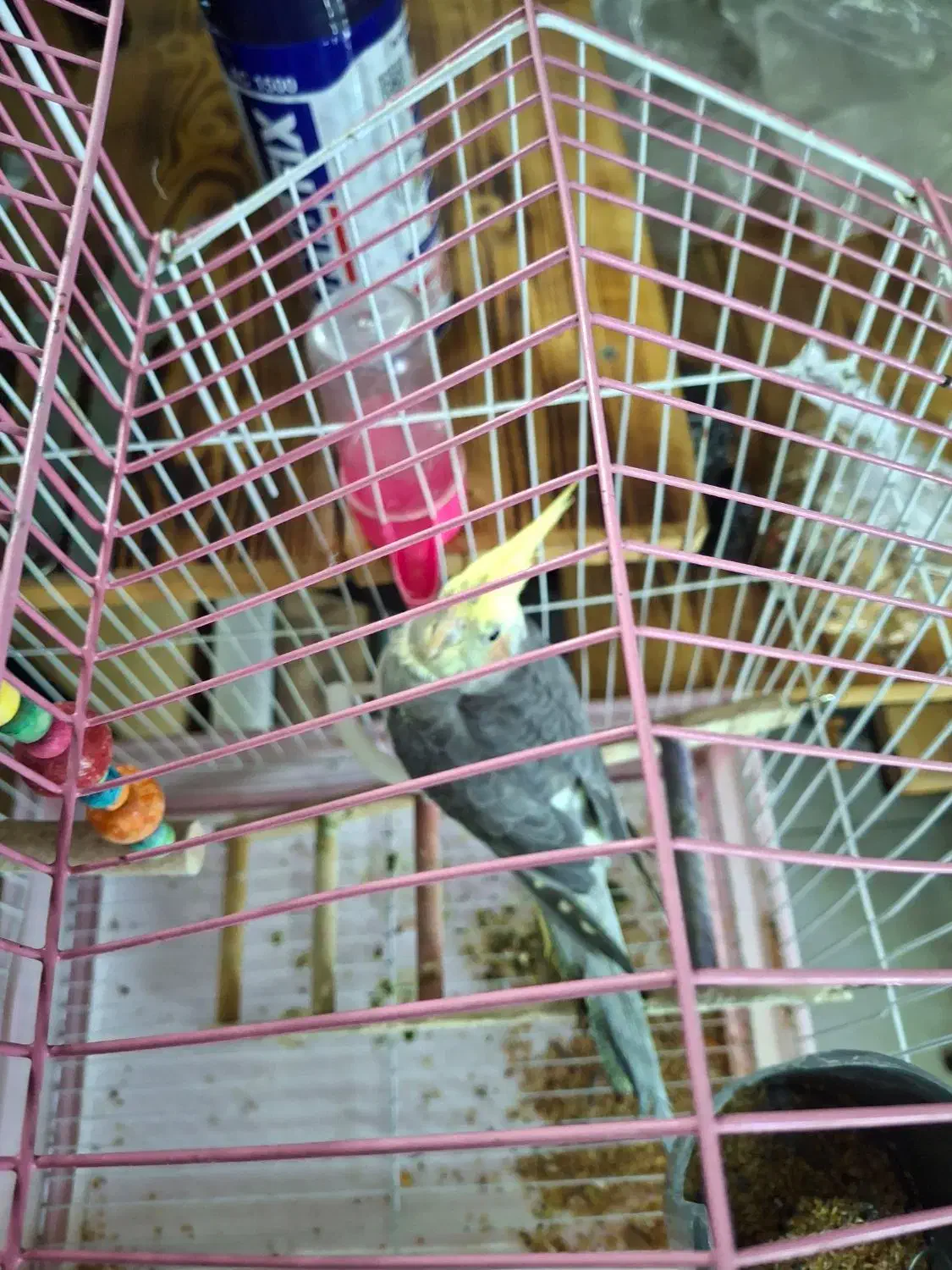 عروس هلندی|پرنده|سیاهکل, |دیوار