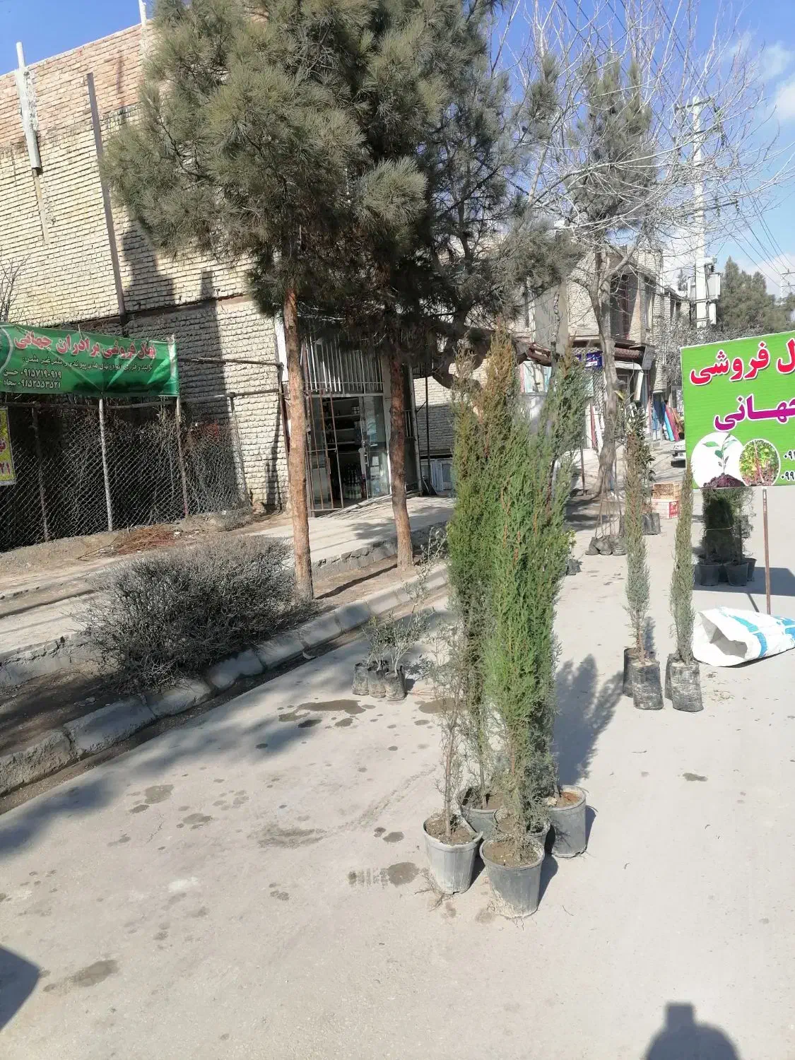 نهال فروشی|خدمات باغبانی و درختکاری|بجنورد, |دیوار