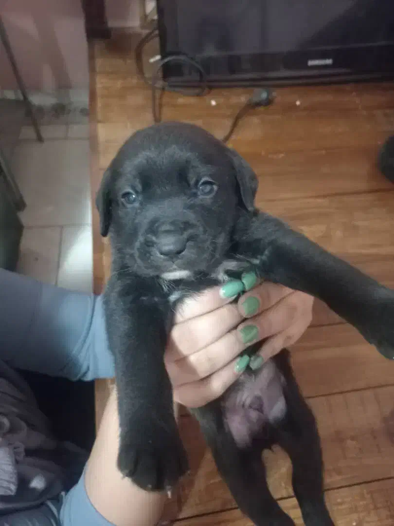 توله سگ پیتبول|سگ|پاکدشت, خاتون آباد|دیوار