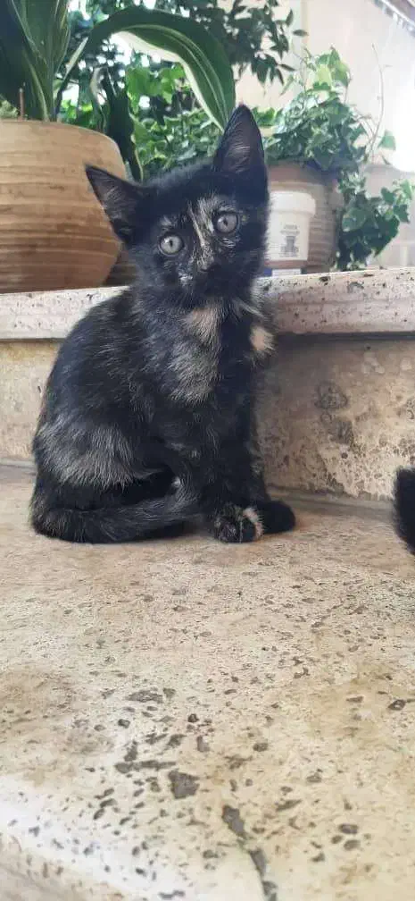 واگذاری ۳ بچه گربه نر و ماده|گربه|رشت, آتشگاه|دیوار