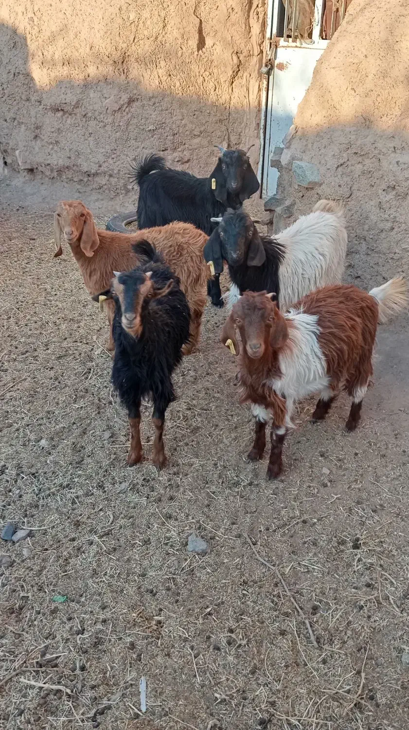 بزغاله ماده و نر و چوش سانن|حیوانات مزرعه|اسلامیه, |دیوار