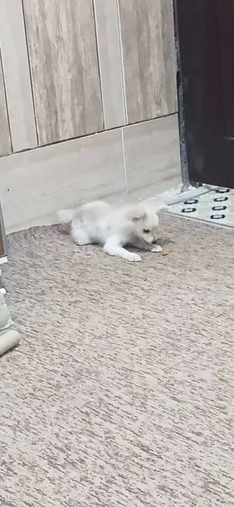 فروش سگ|سگ|میناب, |دیوار