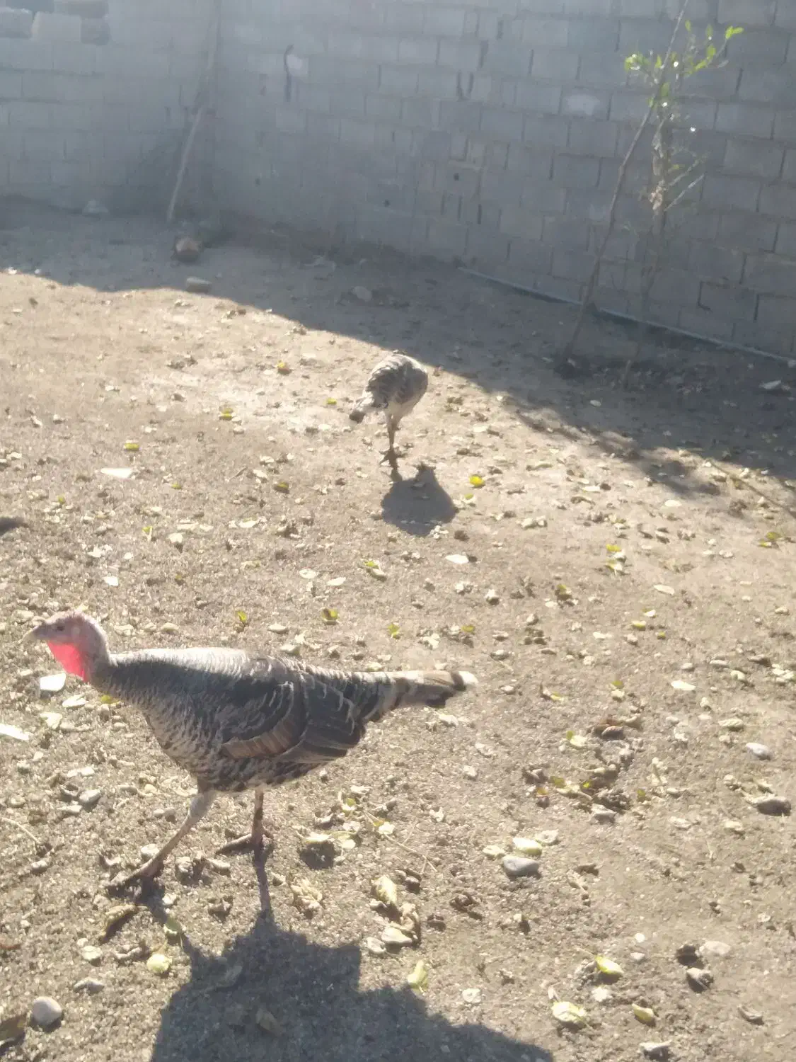 یک جفت بوقلمون ماده|حیوانات مزرعه|رامیان, |دیوار