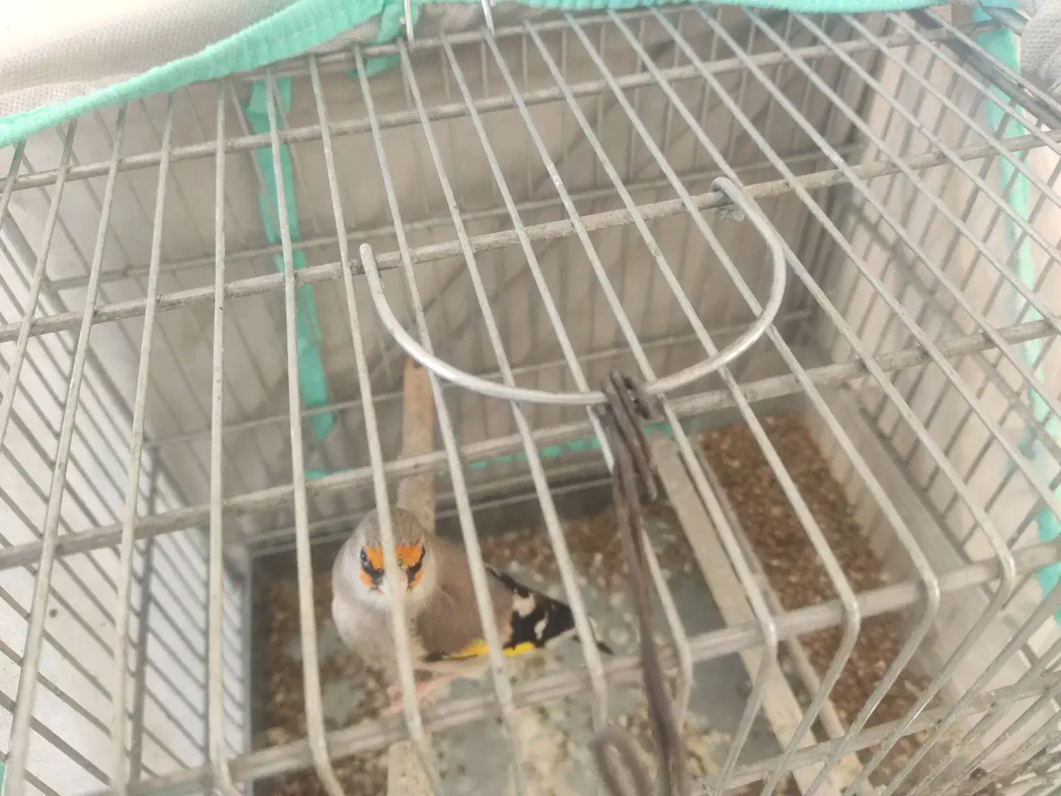 سهره|پرنده|شیراز, کوشک میدان|دیوار