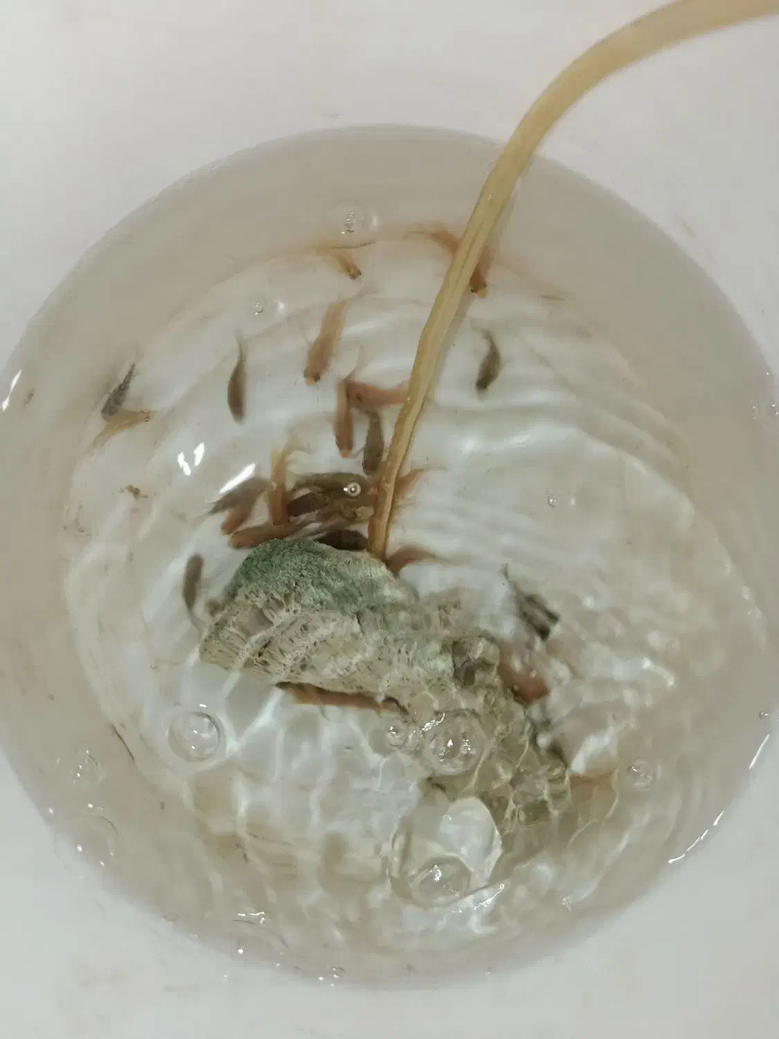 ماهی آکواریوم|ماهی|تربتحیدریه, میدان مرکزی|دیوار