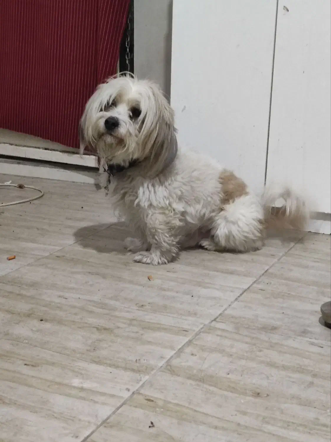 فروش|سگ|بهارستان, |دیوار