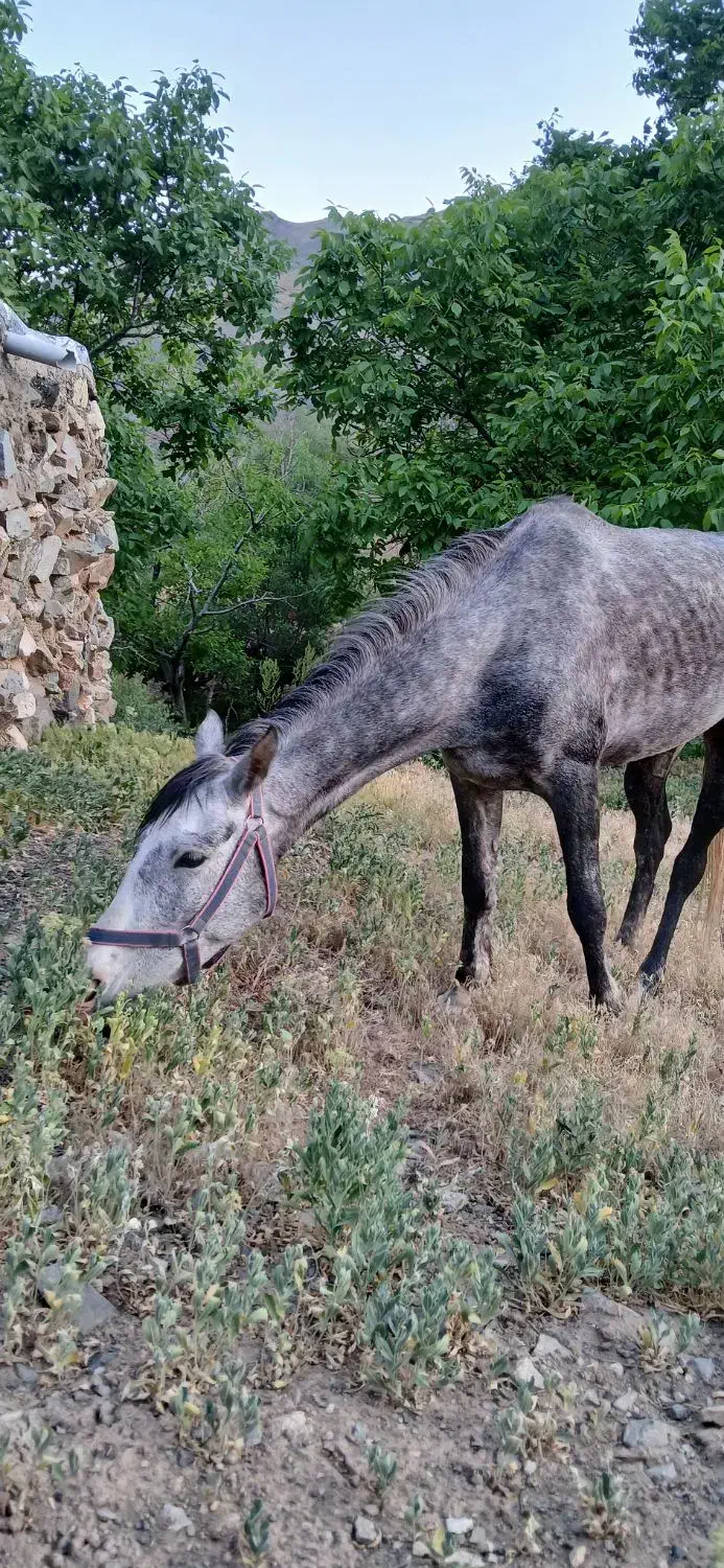 اسب|اسب و تجهیزات اسب‌سواری|داورزن, |دیوار