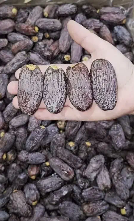 دیمیت نخل مجول|خدمات باغبانی و درختکاری|بوشهر, |دیوار