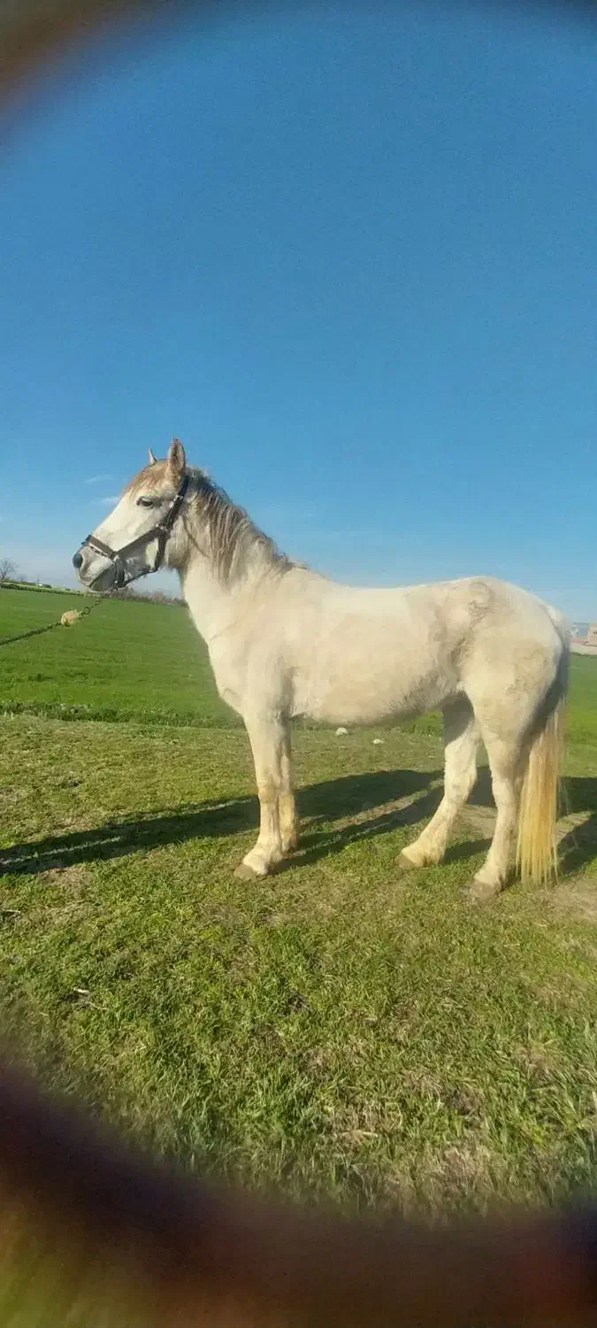 مادیان|اسب و تجهیزات اسب‌سواری|گرگان, |دیوار