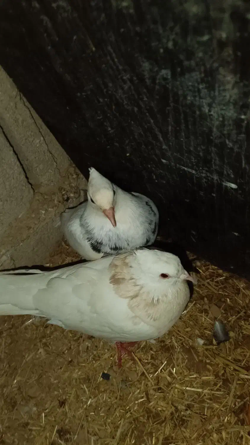 کبوتر طوق الماسی|پرنده|لامرد, |دیوار