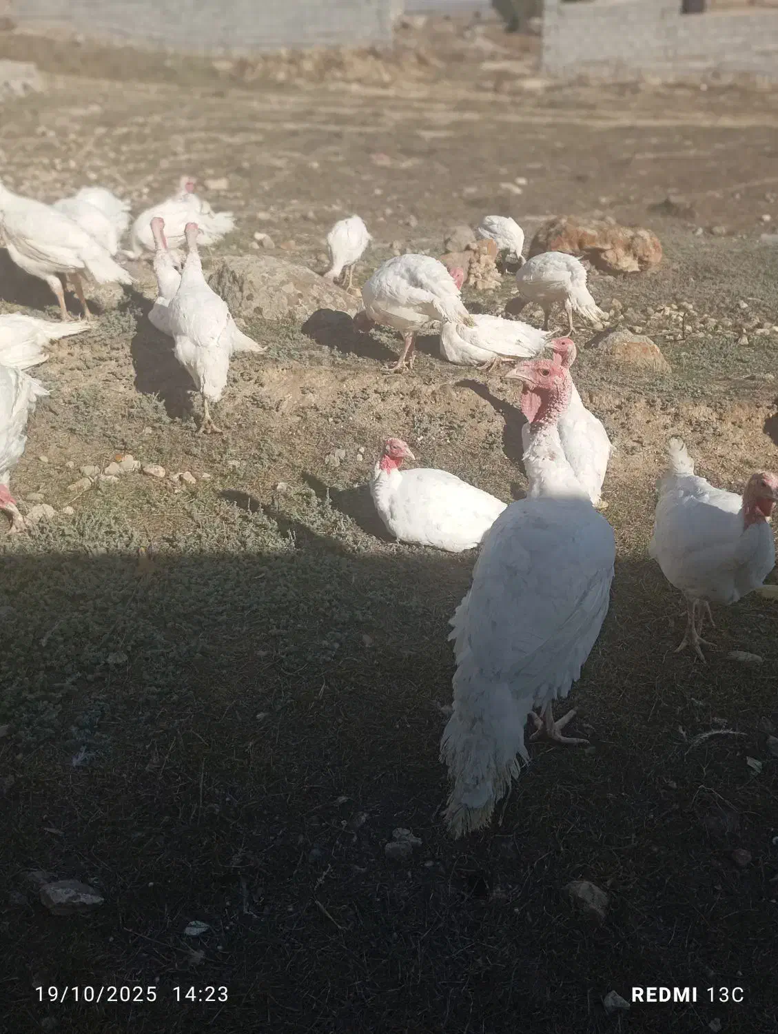 گوش|خوردنی و آشامیدنی|سرعین, |دیوار