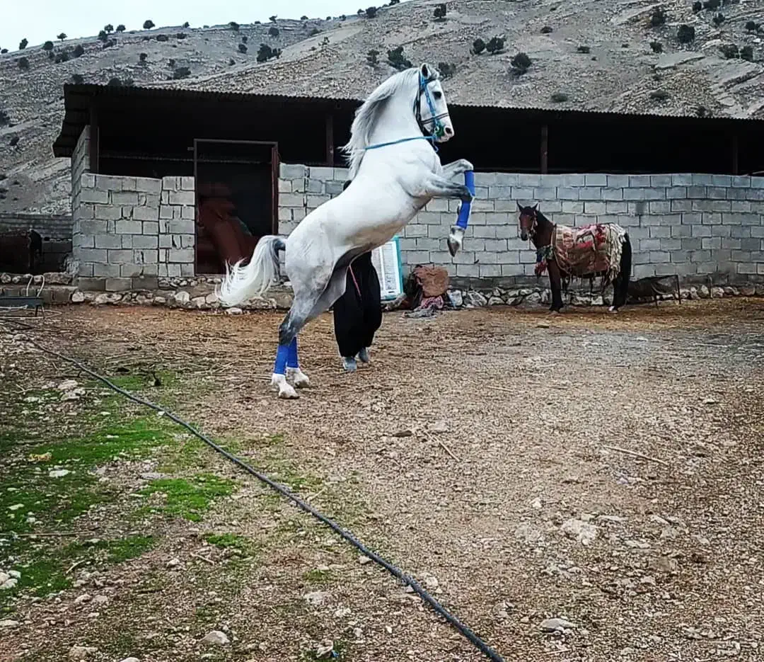 اسب و مادیون درجه یک|اسب و تجهیزات اسبسواری|ایلام, |دیوار