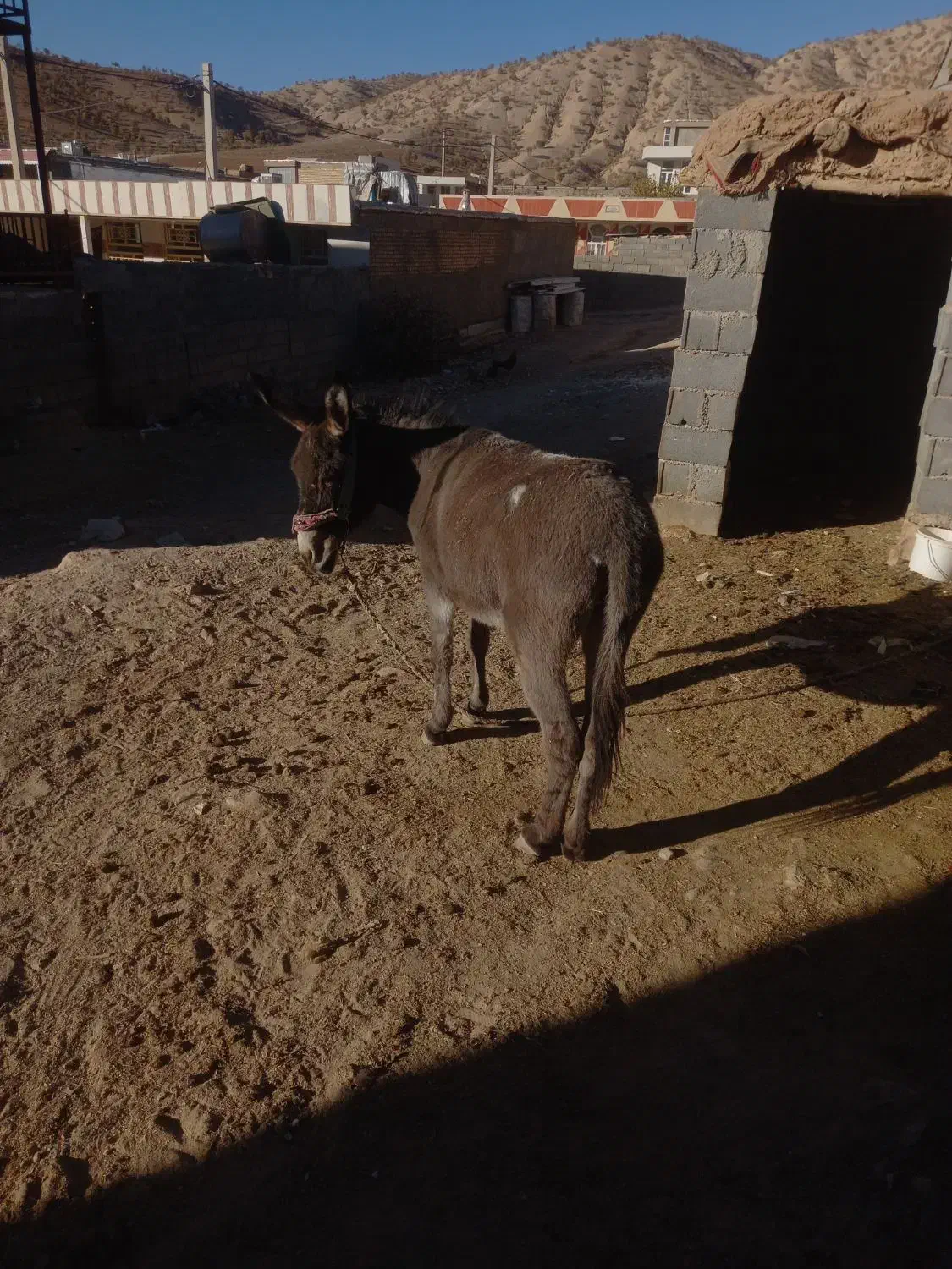 الاغ|حیوانات مزرعه|لردگان, |دیوار