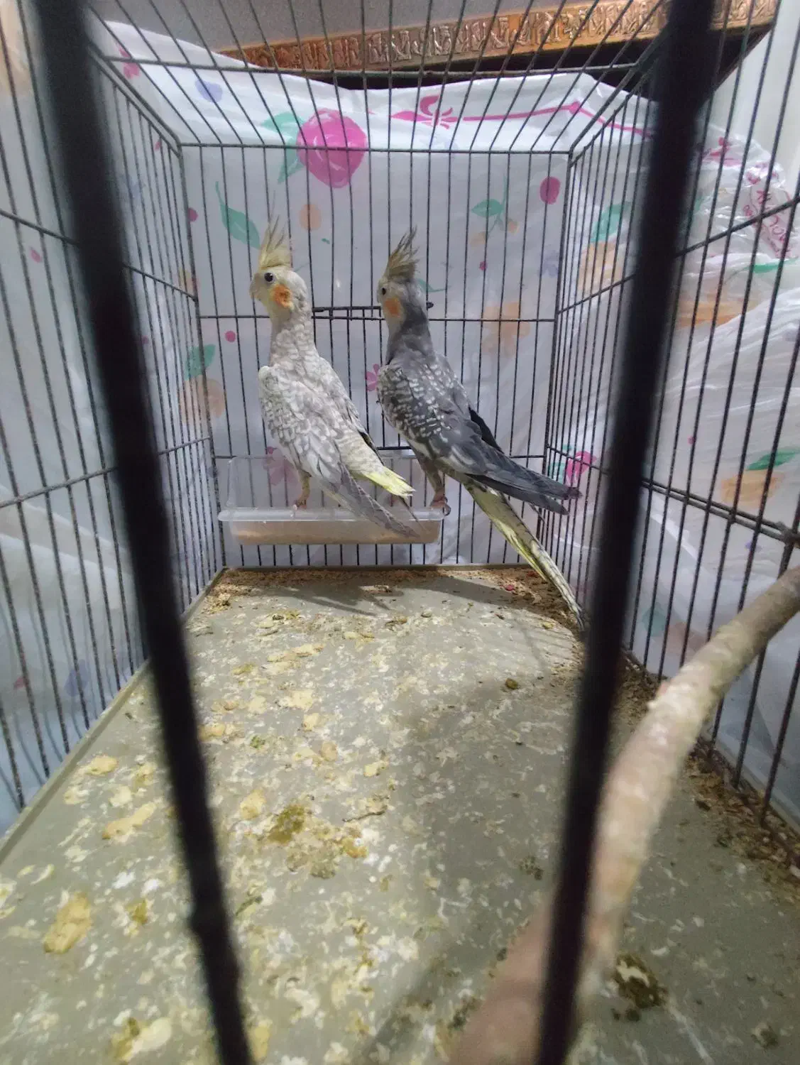 عروس هلندی گل باقالی|پرنده|الوند, |دیوار