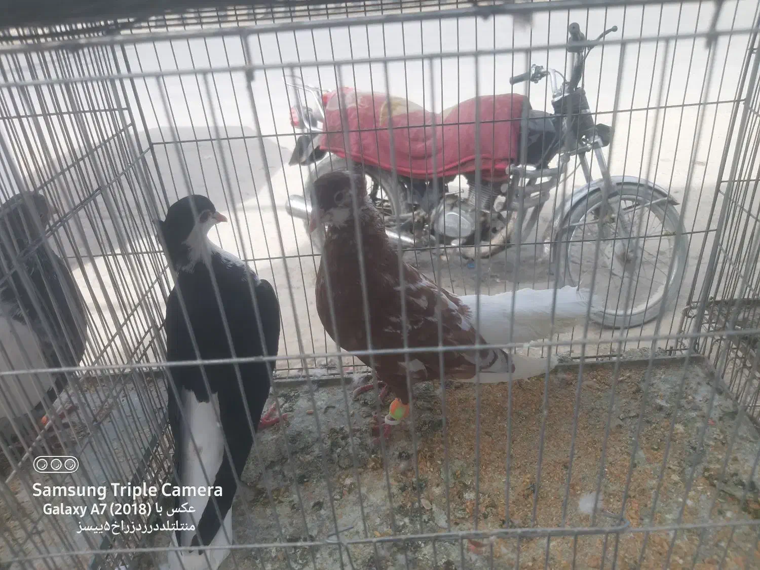 کبوتر رنگی جفتگاه|پرنده|سراوان, |دیوار