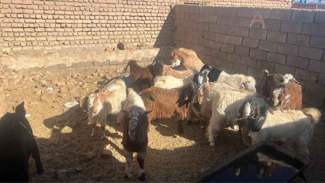 بزغاله چاق مناسب قصابی|حیوانات مزرعه|یونسی, |دیوار