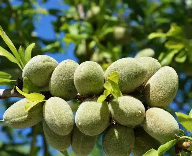 پیش فروش نهال بادام مامایی رقم سنگی|خدمات باغبانی و درختکاری|فرخ‌شهر, |دیوار