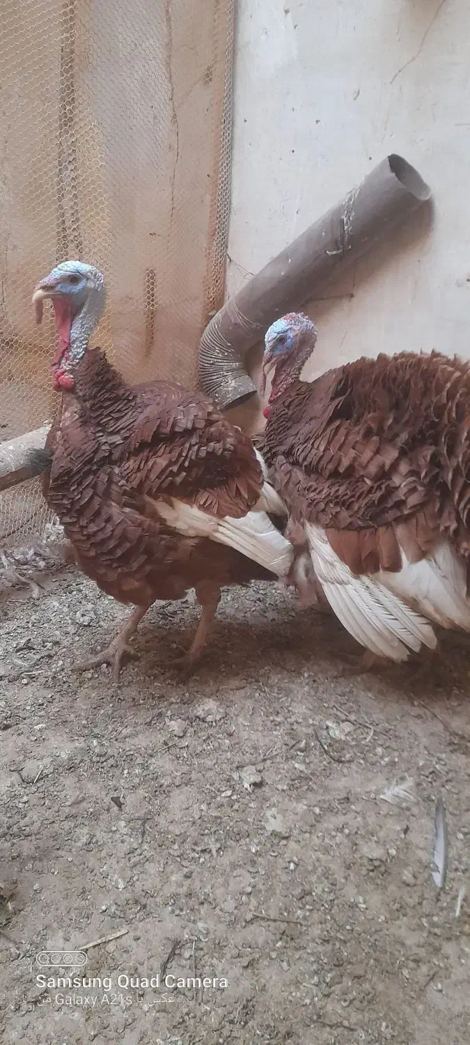 حیوان|حیوانات مزرعه|ایواوغلی, |دیوار