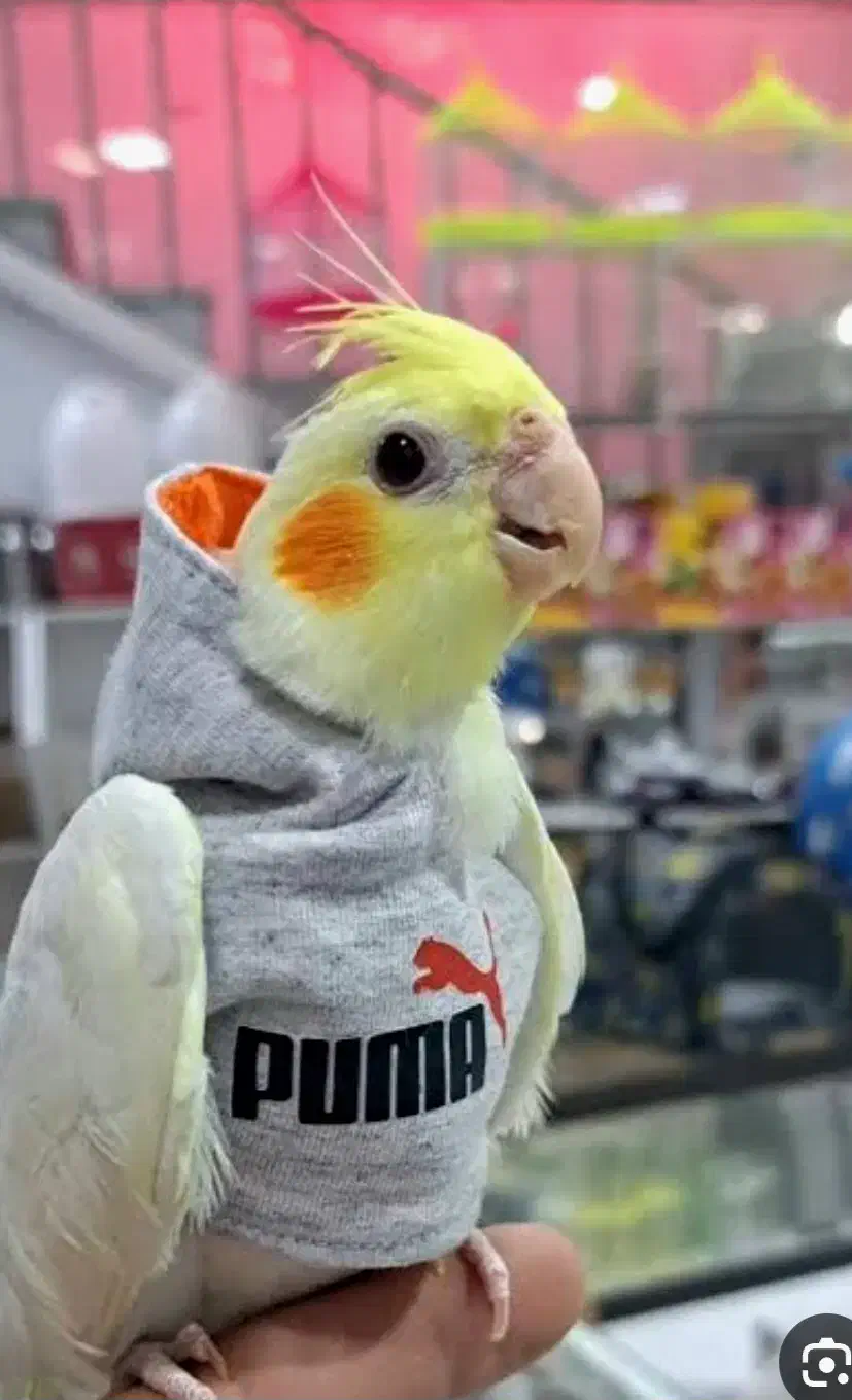 قبول واگذاری عروس هلندی|پرنده|تهران, جردن|دیوار