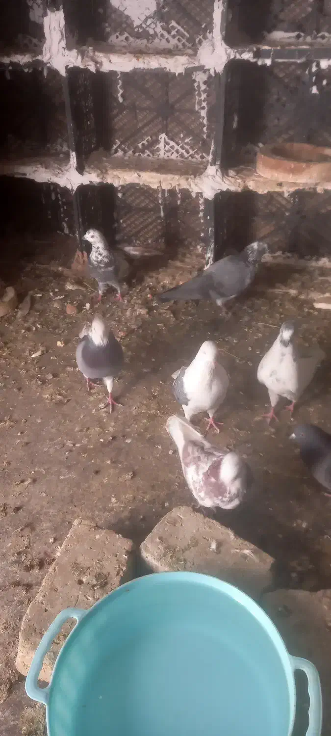 کفتر یا کبوتر|پرنده|ملایر, |دیوار