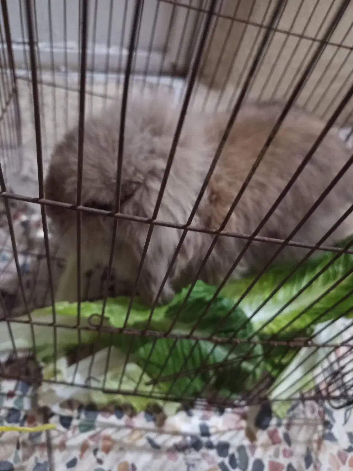 خرگوش لوپ|موش و خرگوش|خرمآباد, |دیوار