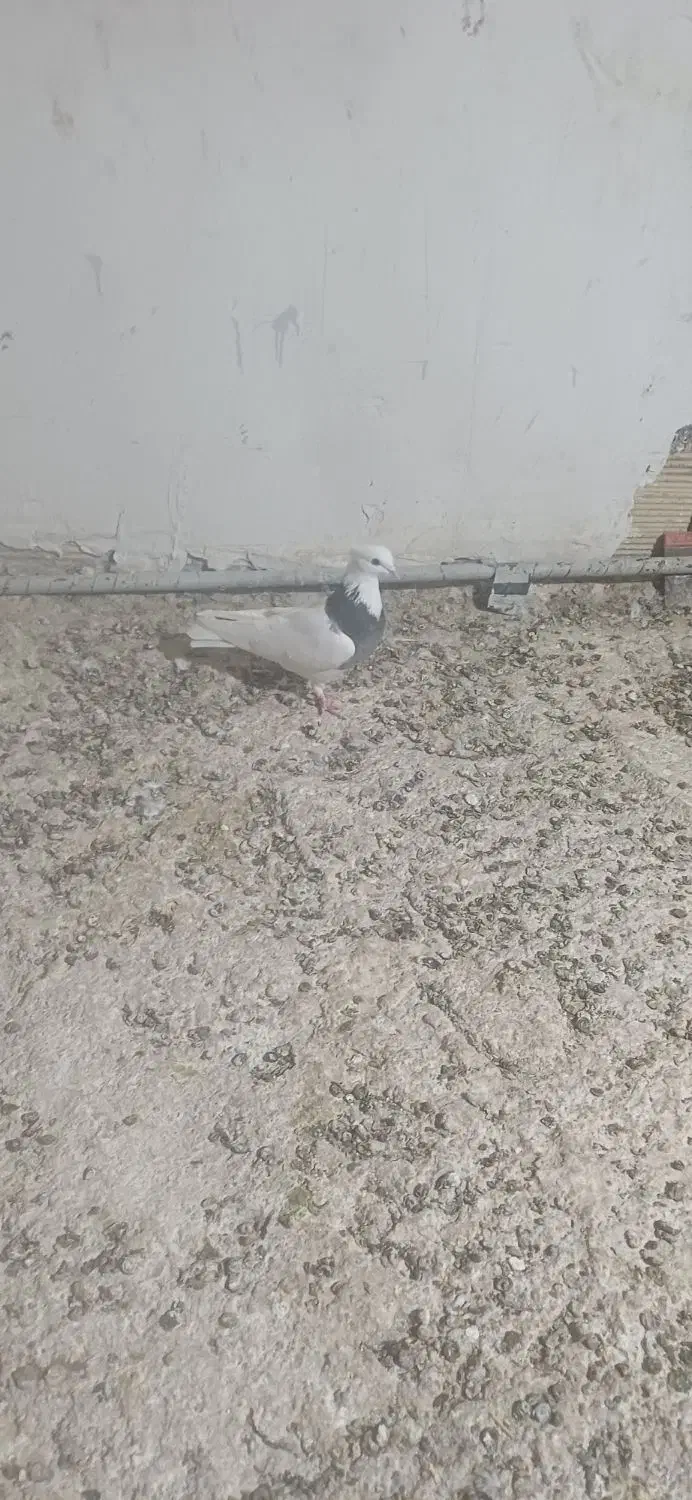 پرنده|پرنده|رضویه, |دیوار