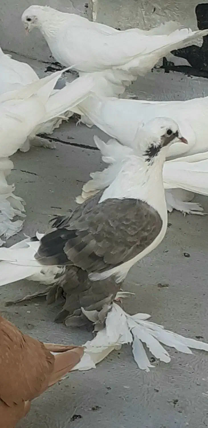 کفتر|پرنده|باسمنج, |دیوار