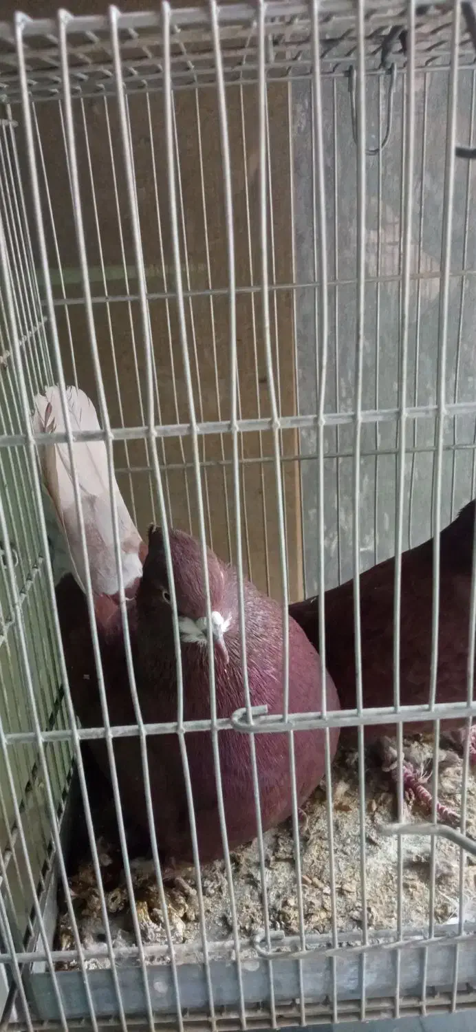 سهره عروس کفتر فنج نرگسی|پرنده|قم, بکایی|دیوار