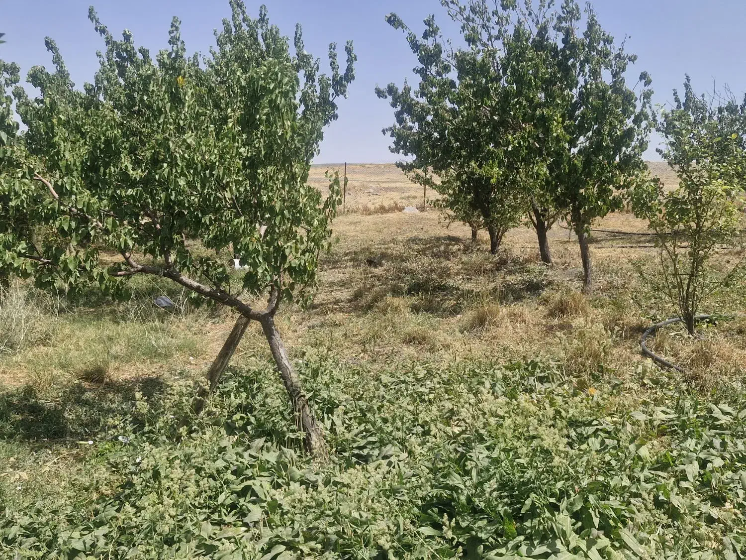 فروش باغ|فروش زمین و ملک کلنگی|قره پشتلو, |دیوار