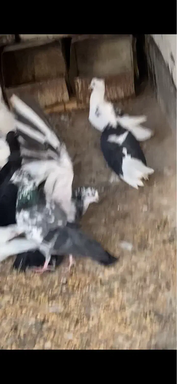 کبوتر|پرنده|بوشهر, |دیوار