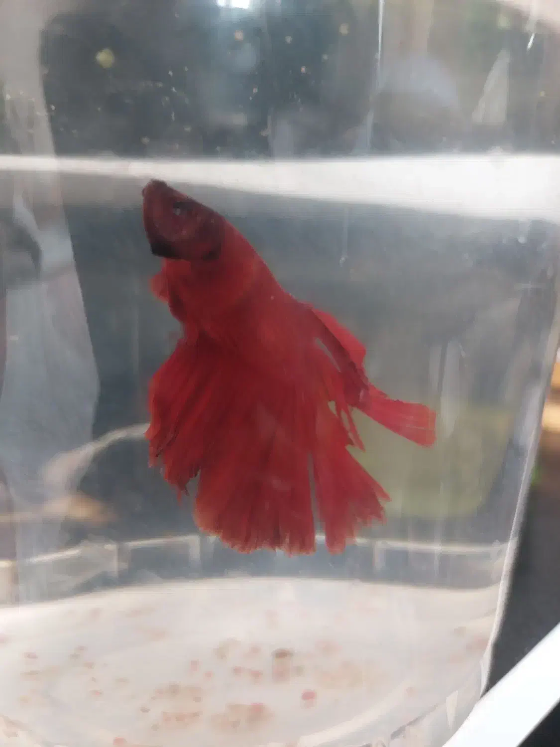 ماهی فایتر|ماهی|آق قلا, |دیوار