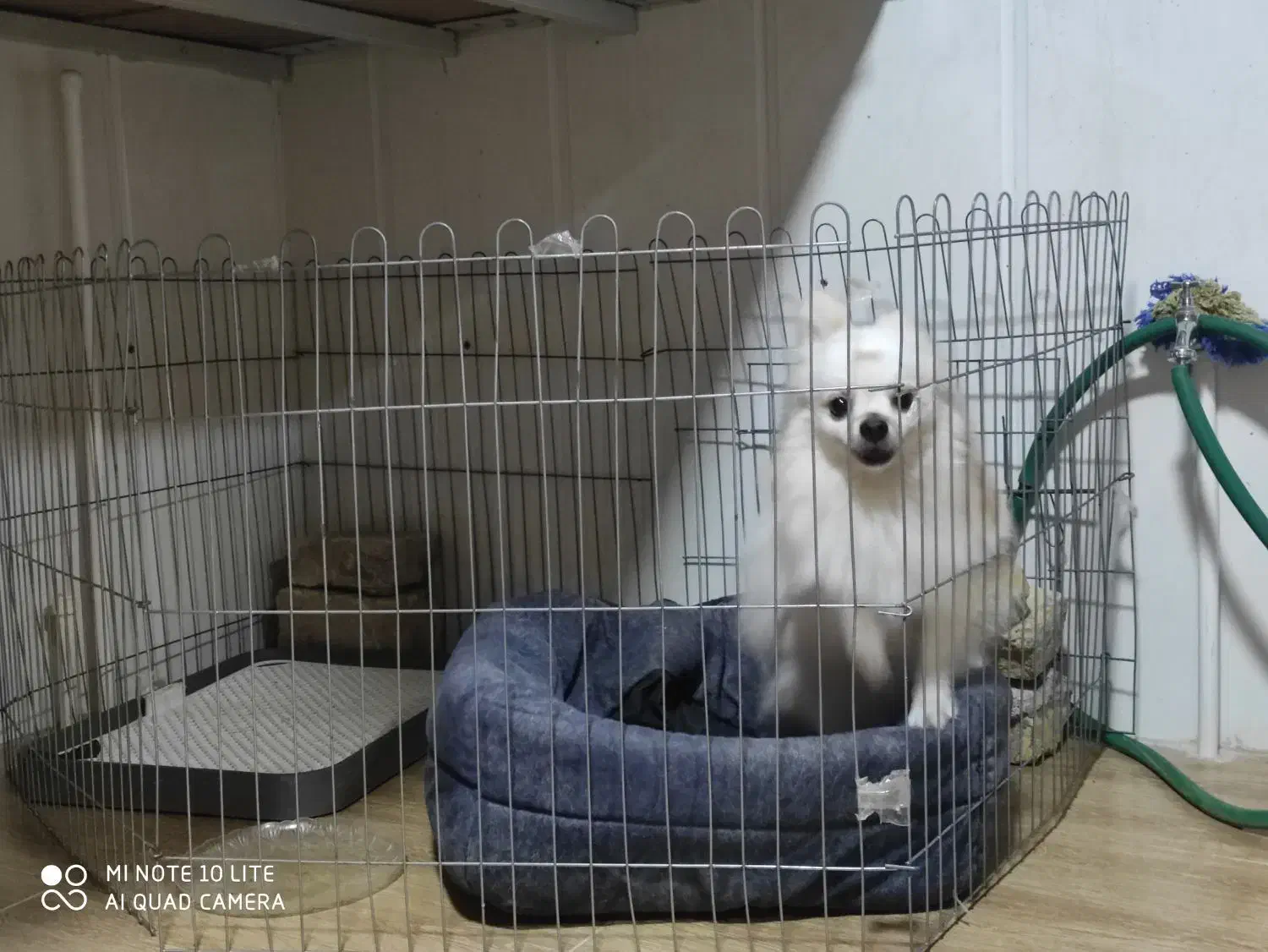 سگ اصیل و نژاد دار پامر خرسی|سگ|بافق, |دیوار