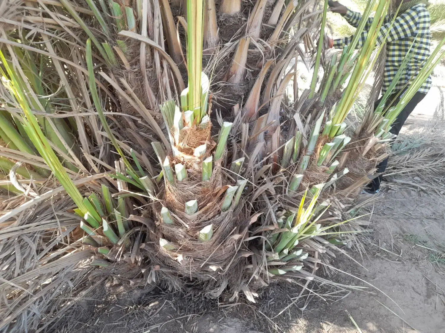 فسیل پاجوش پیارم|خدمات باغبانی و درختکاری|بندرعباس, |دیوار