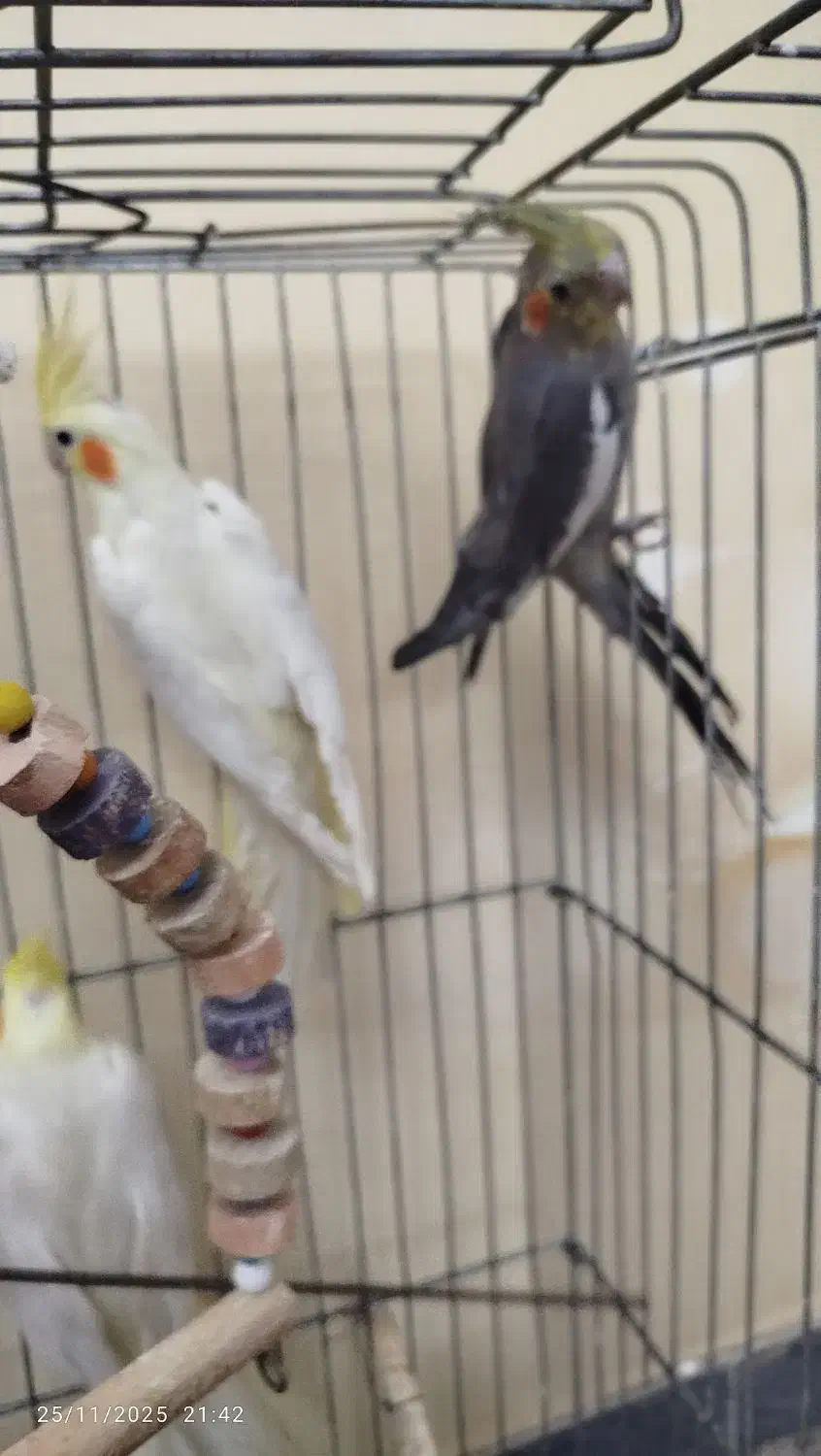 عروس هلندی|پرنده|تبریز, |دیوار