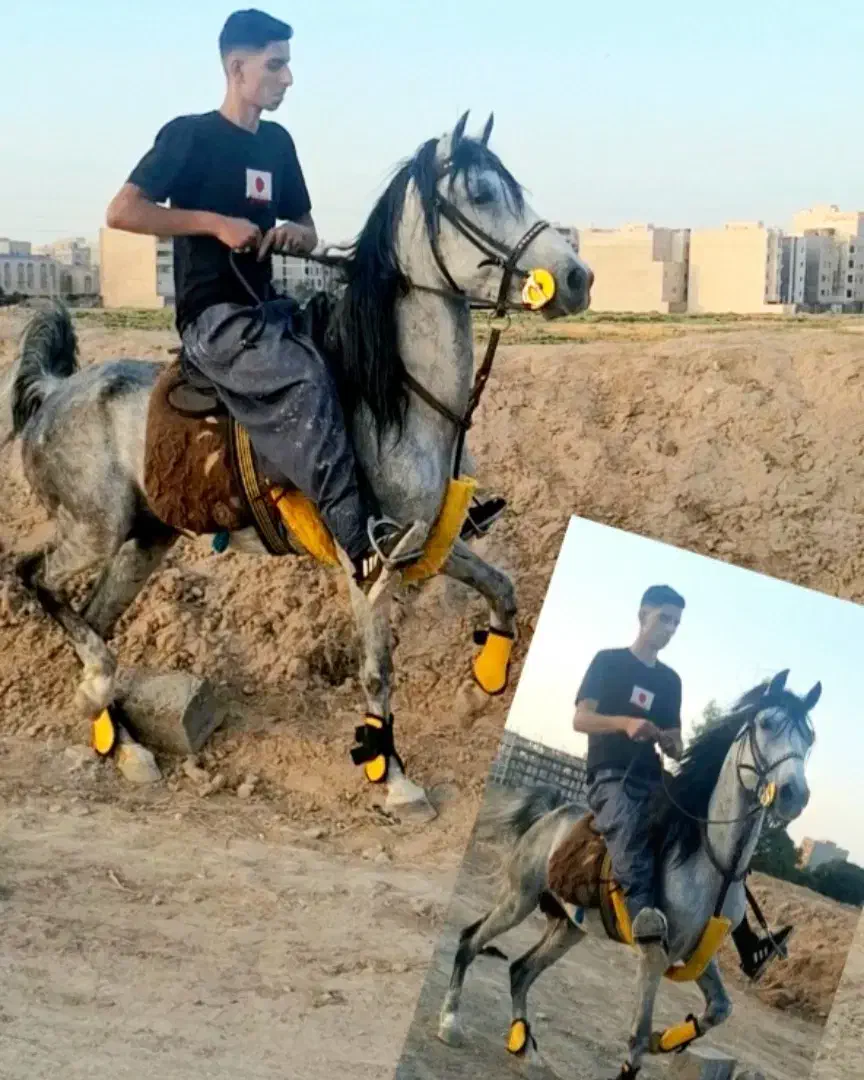 اسب نریان پر خون سواری دار|اسب و تجهیزات اسبسواری|قم, جمکران|دیوار