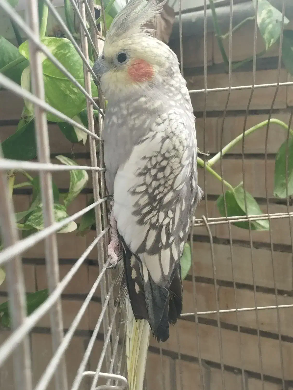 عروس هلندی|پرنده|مشهد, صداقیه|دیوار